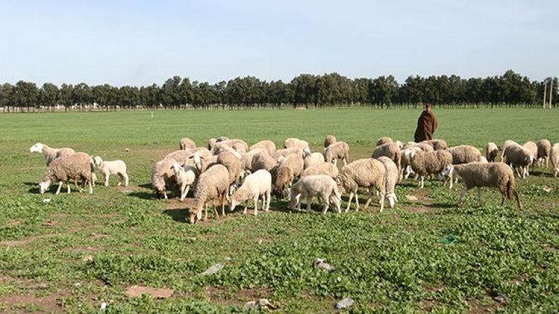 أعلاف مخلوطة بالحجارة والنجارة والملح بالأسواق