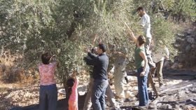 “جفاف ديسمبر” يهدد محصول الزيتون في الجزائر