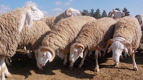 زيادات منتظرة تصل إلى مليونين في أضاحي العيد