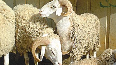 Aïd El Adha : Le mouton coutera entre 20.000 et 4.000 Da