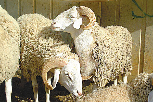 Aïd El Adha : Le mouton coutera entre 20.000 et 4.000 Da