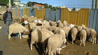 Vente du Bétail à Alger : Pagaille générale