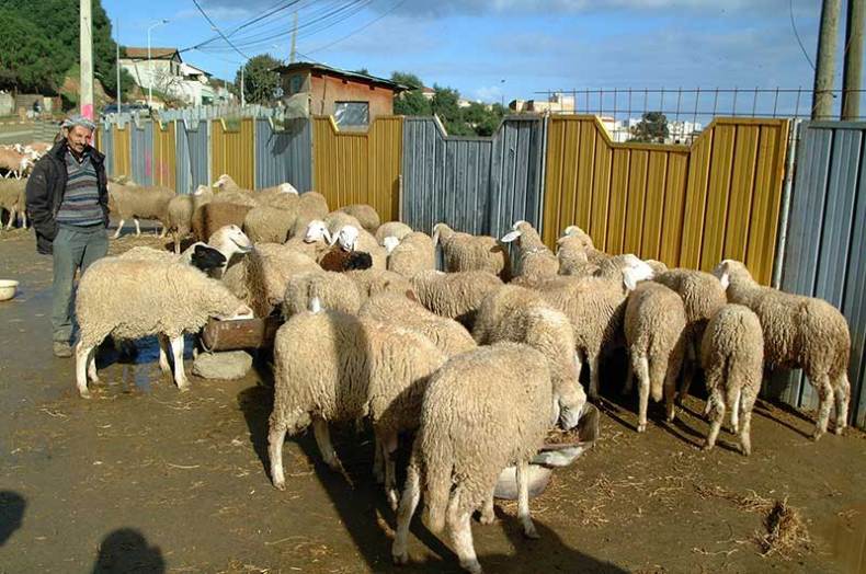 Vente du Bétail à Alger : Pagaille générale