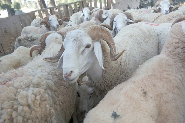 In Guezzam : « L’ANP déjoue une tentative de contrebande de 345 moutons »
