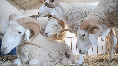 Aïd El Adha : Vente directe de moutons à partir de ce samedi