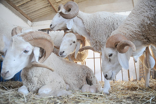 Aïd El Adha : Vente directe de moutons à partir de ce samedi