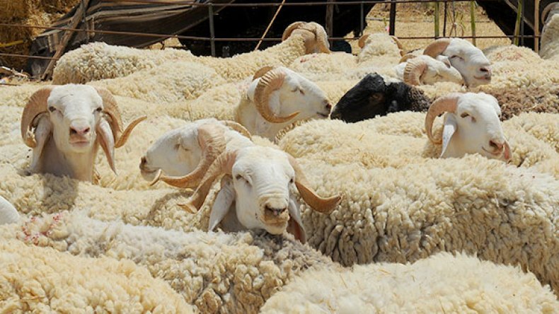 دخلاء وسماسرة وراء الأضاحي المغشوشة