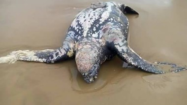 Mostaganem: une tortue géante échoue sur la plage de Bahara