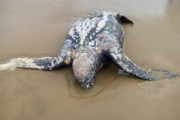 Mostaganem: une tortue géante échoue sur la plage de Bahara
