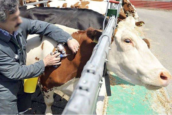 Fièvre aphteuse : Le cheptel bientôt vacciné