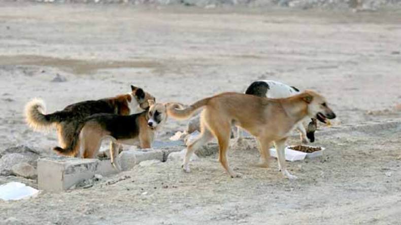 حملة للقضاء على الحيوانات الضالة في المسيلة