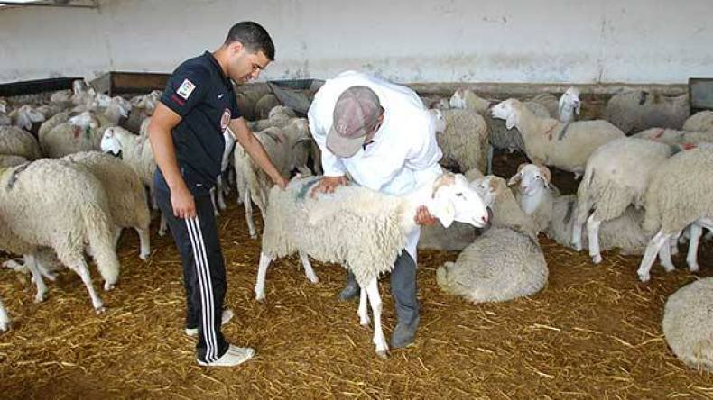 تجنيد أكثر من 150 طبيب بيطري أيام العيد بالعاصمة