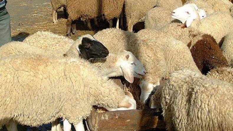 إقبال كبير على تيليطون جمع أضاحي العيد  للمعوزين ببجاية