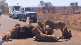 أسود تلتهم فريستها على مرأى الناس وسط طريق مزدحم!