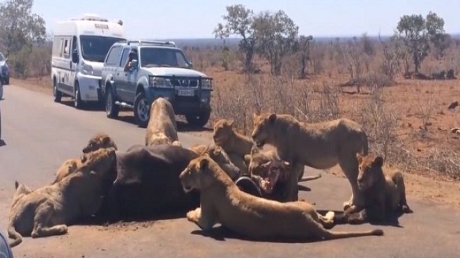 أسود تلتهم فريستها على مرأى الناس وسط طريق مزدحم!