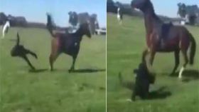 حصان يسقط فتاة من أعلاه ويركلها في رأسها