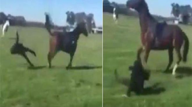 حصان يسقط فتاة من أعلاه ويركلها في رأسها