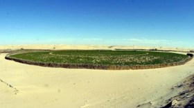 هولندا مهتمة بتطوير الاستثمار الفلاحي في الوادي