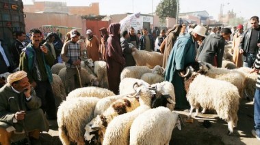 Mouton de l'Aid: baisse sensible des prix et amélioration de la qualité