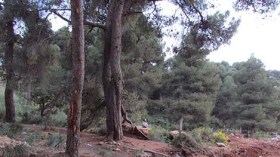 دراسة: النباتات الطبية بالجزائر في خطر