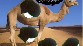 موضة “أسنمة البخت” تغزو رؤوس الجزائريات