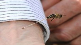 صورة نادرة تفسر سبب موت النحلة عند اللسع