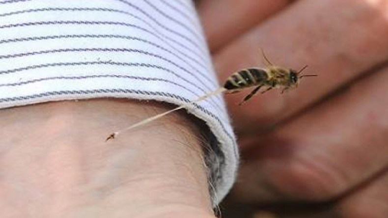 صورة نادرة تفسر سبب موت النحلة عند اللسع