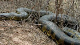 ثعبان ضخم يطرد عائلة من سبعة أفراد من مسكنها