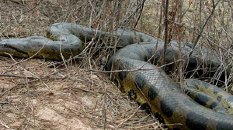 ثعبان ضخم يطرد عائلة من سبعة أفراد من مسكنها