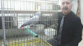 ببغاء يحفظ سورا من القرآن الكريم ويتلوها