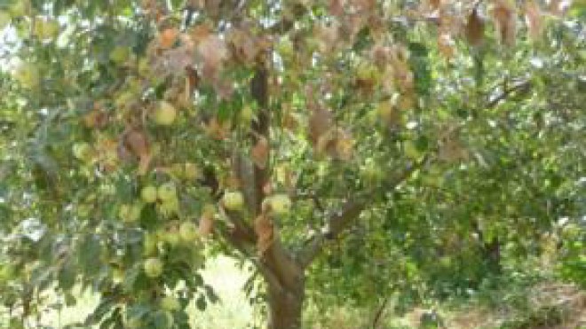 ‮”‬بيكتيريا‭ ‬التفاح‭ ‬والإجاص‭ ‬لا‭ ‬تهدد‭ ‬صحة‭ ‬المستهلكين‮”‬