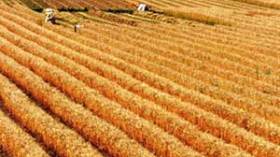 الزيادة السكانية ترفع الطلب العالمي على الحبوب بنسبة 40%