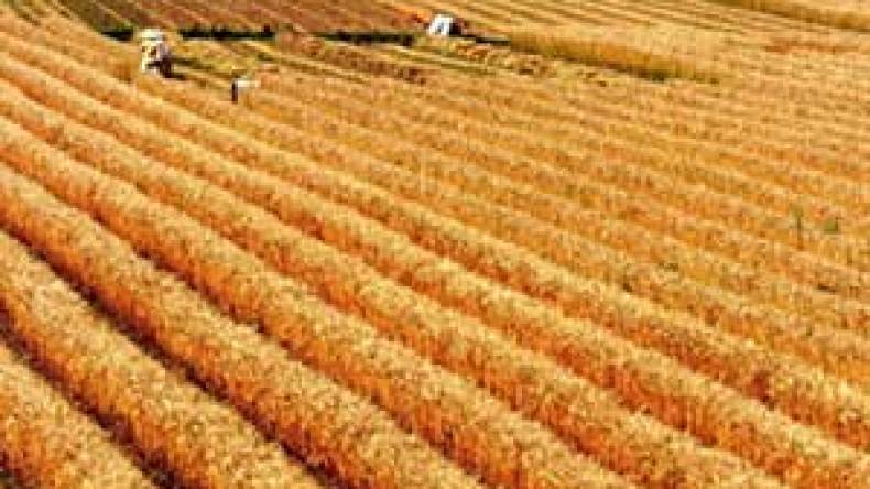 الزيادة السكانية ترفع الطلب العالمي على الحبوب بنسبة 40%