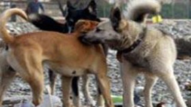 حجز 30 كلبا “مسمّنا” في حاجز أمني بالرغاية