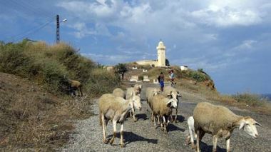 La gendarmerie nationale met au point un plan de sécurité pour l’Aid al-Adha : une opération pour mettre fin à la contrebande des moutons vers le Maroc