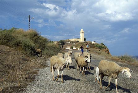 La gendarmerie nationale met au point un plan de sécurité pour l’Aid al-Adha : une opération pour mettre fin à la contrebande des moutons vers le Maroc