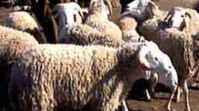 وزارة الفلاحة توفد لجنة تحقيق وتعد الموّالين بالتعويضات