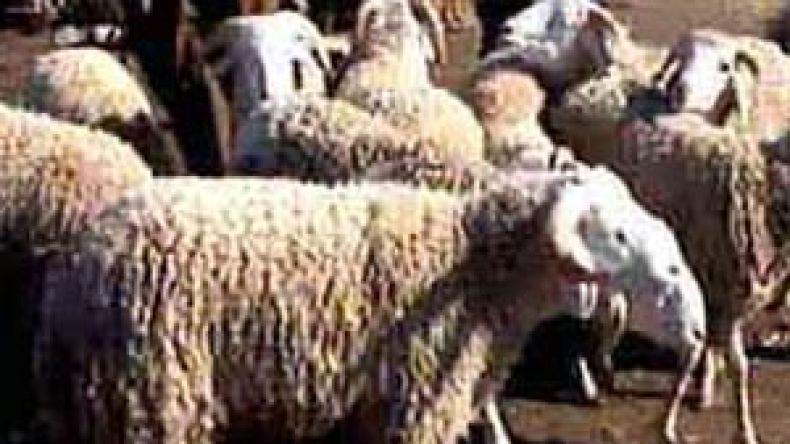 وزارة الفلاحة توفد لجنة تحقيق وتعد الموّالين بالتعويضات