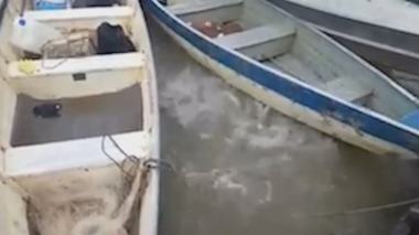 أسماك البيرانا المتوحشة