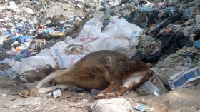 شاطئ أوقاس ببجاية يتحول إلى مفرغة عشوائية