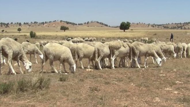 تقلص كبير في مساحات الرعي بسهوب الجلفة