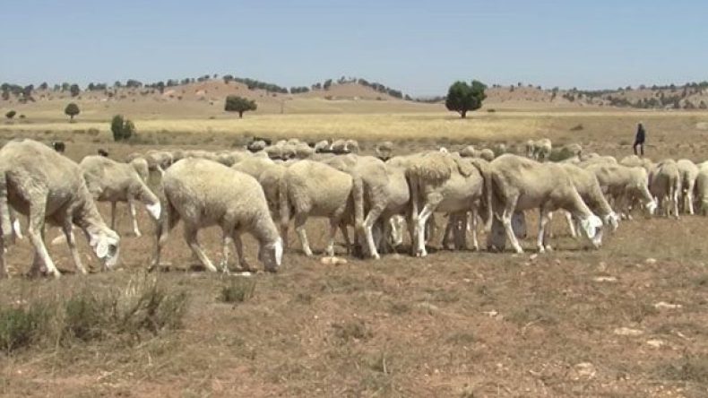 تقلص كبير في مساحات الرعي بسهوب الجلفة