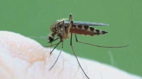 تغذية أنثى البعوض … صورة مكبرة بتقنية Macro