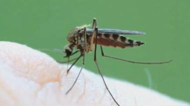 تغذية أنثى البعوض … صورة مكبرة بتقنية Macro