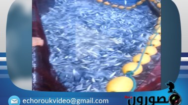 مقطع ممتع للحظة صيد الأسماك بجيجل