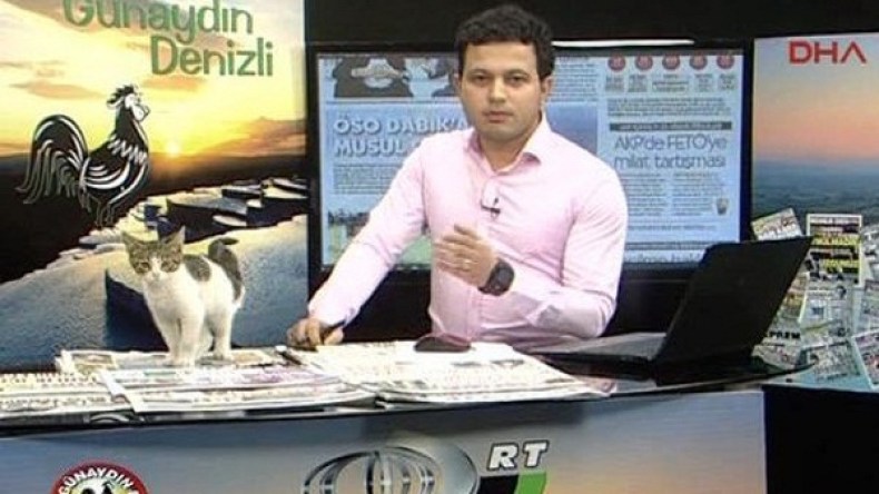 قط يقتحم برنامجاً تلفزيونياً ويجلس أمام المذيع