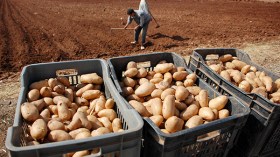 فلاحون يستغيثون.. نحن نرمي بمحاصيلنا في المزابل..!