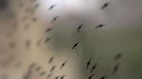 انتشار مخيف لحشرة البعوض بمدينة ايليزي