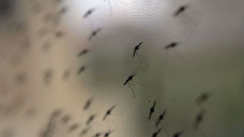 انتشار مخيف لحشرة البعوض بمدينة ايليزي