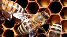 مبيدات ممنوعة عالميا تهدد النحل الجزائري بالانقراض